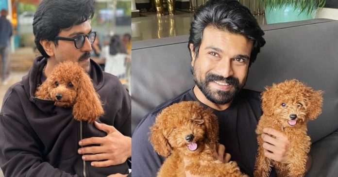 ram-charan-pet-dog