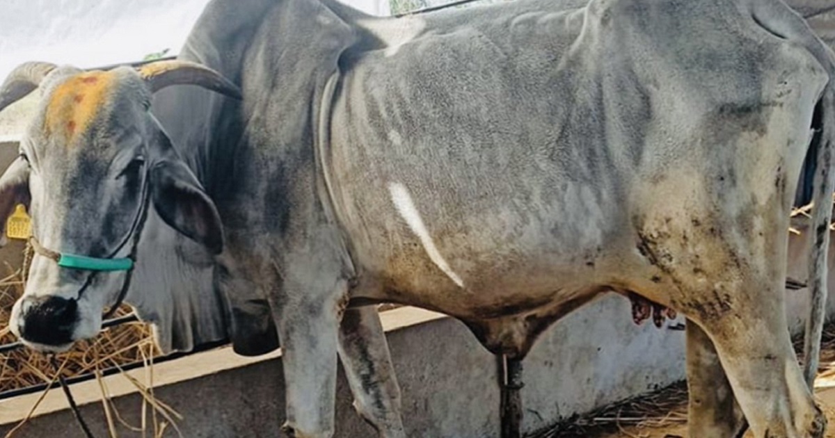 Sreenu-Vaitla-cow