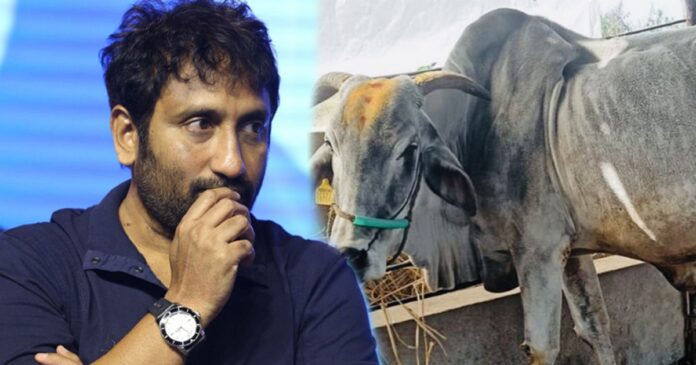 tragedy-in-sreenu-vaitla-house-his-favourite-pet-cow-is-no-more